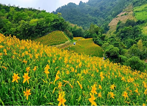 高雄⇄綠島【連休】《綠島夏日戀曲．玉龍泉步道＋專業導覽》鐵路心旅行．鹿野高台．知本平地金針花海《３》日